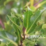 Ilex aquifolium (5 litre pot)