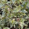 Abelia x grandiflora 'Sparkling Silver' (v) (15 litre pot)