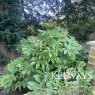 Fatsia japonica (10 litre pot)