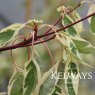 Cornus controversa 'Variegata' (v) (5 litre pot)