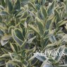 Euonymus japonicus 'Bravo' (v) (15 litre pot)