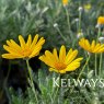 Euryops pectinatus (5 litre pot)