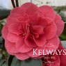 Camellia japonica 'Lady Campbell' (5 litre pot)