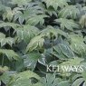 Fatsia japonica 'Spider's Web' (v) (10 litre pot)