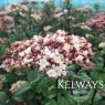 Viburnum tinus 'Ladybird' (7.5 litre pot)