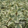Pittosporum tenuifolium 'Variegatum' (m/v) (40 litre pot)