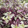 Pittosporum tenuifolium BANNOW BAY ('Breebay') (7.5 litre pot)