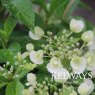 Hydrangea RUNAWAY BRIDE SNOW WHITE ('Ushyd0405' PBR) (7.5 litre pot)