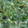 Ilex aquifolium 'Alaska' (f) (15 litre pot)