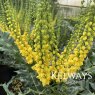 Mahonia x media 'Winter Sun' (20 litre pot)