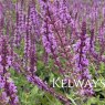 Salvia nemorosa 'Amethyst' (3 litre pot)