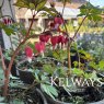 Dicentra spectabilis Valentine (2 litre pot)