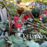 Dicentra spectabilis Valentine (2 litre pot)