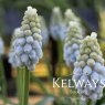 Muscari 'Peppermint' (9cm pot)