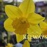 Narcissus 'King Alfred' (1 litre pot)