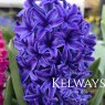 Hyacinthus orientalis 'Blue Star'