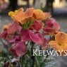 Erysimum SPRING BREEZE SUNSET ('Kerysiset') (2 litre pot)