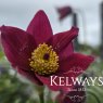 Pulsatilla vulgaris 'Bells Red' (3 litre pot)
