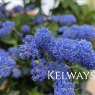 Ceanothus 'Italian Skies' (10 litre pot)