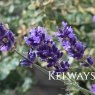 Lavandula angustifolia HAVANA ('Arbelpaso' PBR)