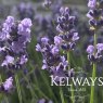 Lavandula angustifolia MELISSA LILAC ('Dow4' PBR)