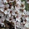 Prunus x cistena (3 litre pot)
