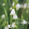 Leucojum aestivum 'Gravetye Giant' (2 litre pot)