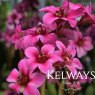 Bergenia 'Sakura' (Dragonfly Series) (2 litre pot)