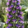 Echium webbii (3 litre pot)
