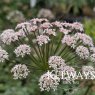 Peucedanum cervaria (3 litre pot)