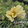 Cosmos bipinnatus 'Xanthos' (9cm pot)