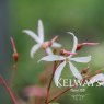 Gillenia trifoliata (4 litre pot)