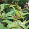 Gillenia trifoliata (4 litre pot)