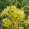 Solidago 'Ledsham'