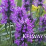 Betonica officinalis 'Hummelo'