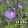 Salvia 'Regal Lilac'