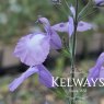 Salvia 'Regal Lilac'