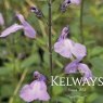 Salvia 'Regal Lilac'