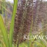 Pennisetum alopecuroides 'Dark Desire'