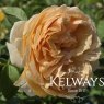 Rosa Bring Me Sunshine ('Ausernie' PBR) (S)