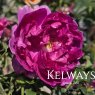Rosa Young Lycidas ('Ausvibrant' PBR) (S)