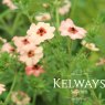 Potentilla x hopwoodiana