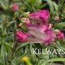 Penstemon Polaris Rose ('Florpenrose') (Polaris Series)
