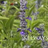 Salvia farinacea
