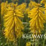 Kniphofia Banana Popsicle ('Tnknibp') (Popsicle Series)