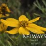 Coreopsis verticillata 'Grandiflora'