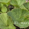 Gunnera perpensa