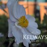 Anemone Dreaming Swan ('Macane004')