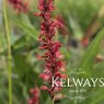 Bistorta amplexicaulis Orange Field ('Orangofield')