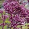 Eutrochium maculatum (Atropurpureum Group) 'Riesenschirm'